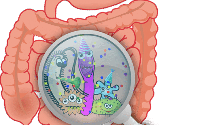 DÉSÉQUILIBRE DU MICROBIOTE INTESTINAL : SYMPTÔMES, CAUSES ET SOLUTIONS NATURELLES